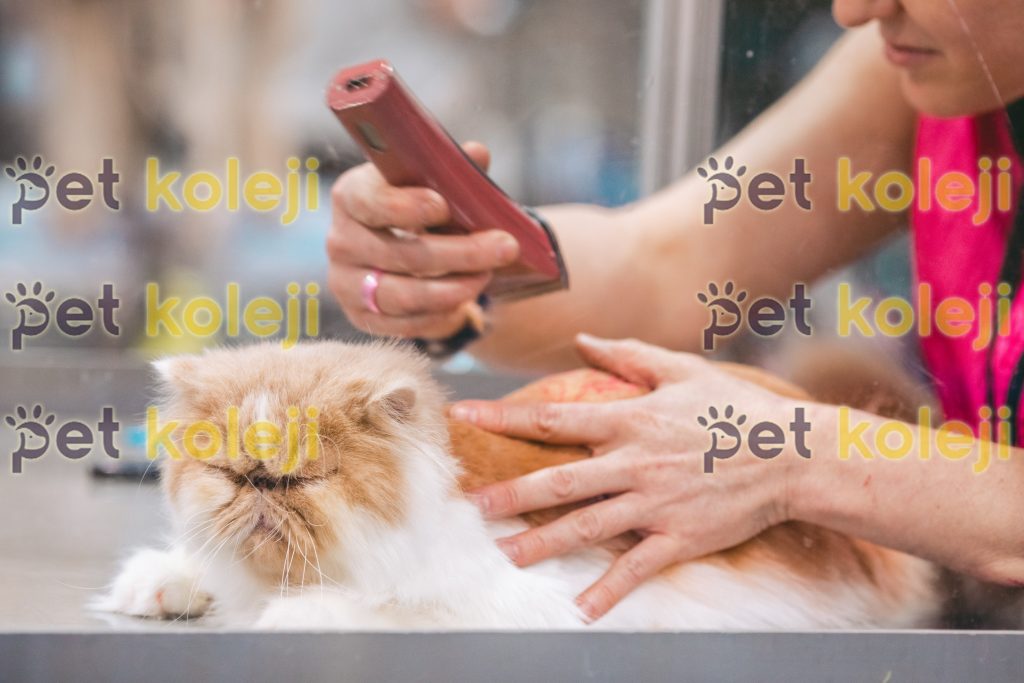 Kedi Makina Tıraşı