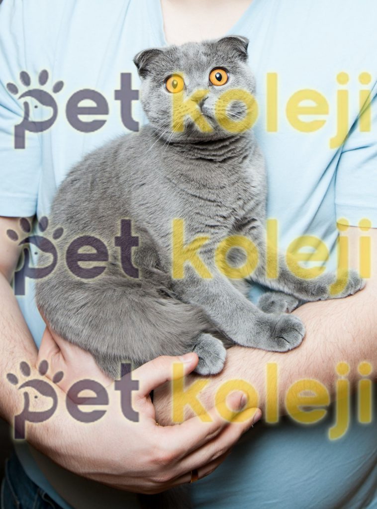 Kedi banyo ve yıkama