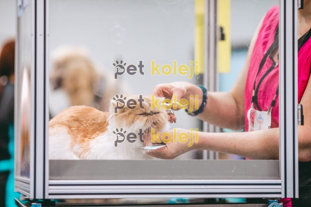 kedi tırnak kesim hizmeti