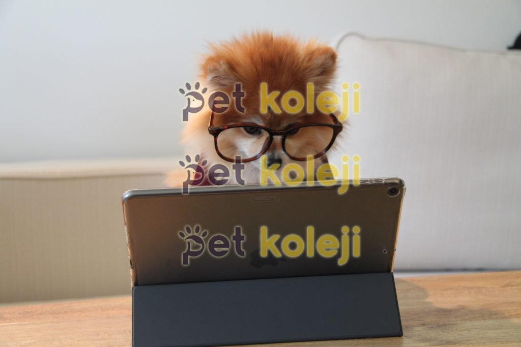 Pet Kuaför Eğitimi Nereden Alınır?