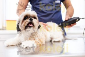 Köpek Makine Tıraşı