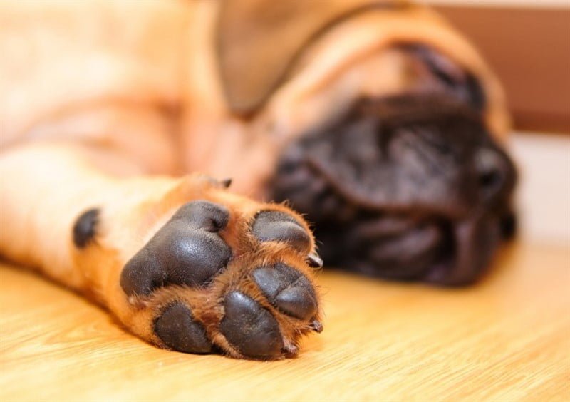 Köpek Pati Bakımı ve Tıraşı