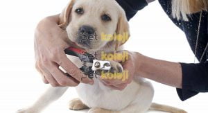 Köpek Tırnak Kesimi