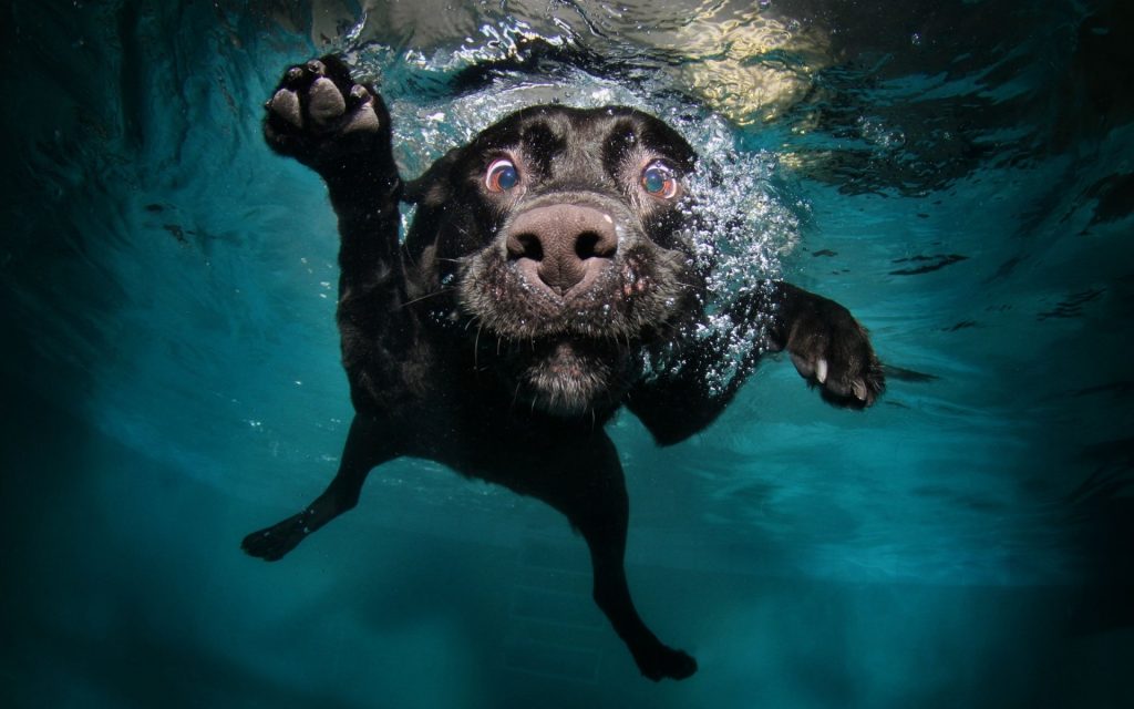 Labrador Bakımı ve Tıraşı