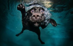 Labrador Bakımı ve Tıraşı