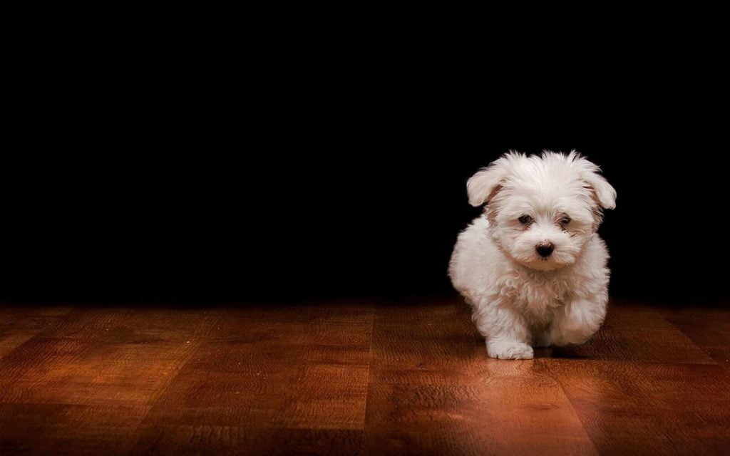 Maltese Terrier Tıraşı ve Bakımı