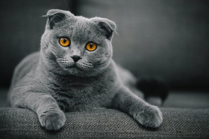 Scottish Fold Tıraşı ve Bakımı