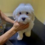 Terrier Traşı ve Modelleri