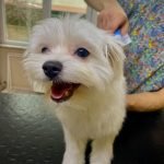 Terrier Traşı ve Modelleri