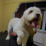 GoldenDoodle Traşı ve Modelleri