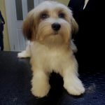 Morkie Traşı ve Modelleri