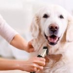 golden retriever tıraş modelleri