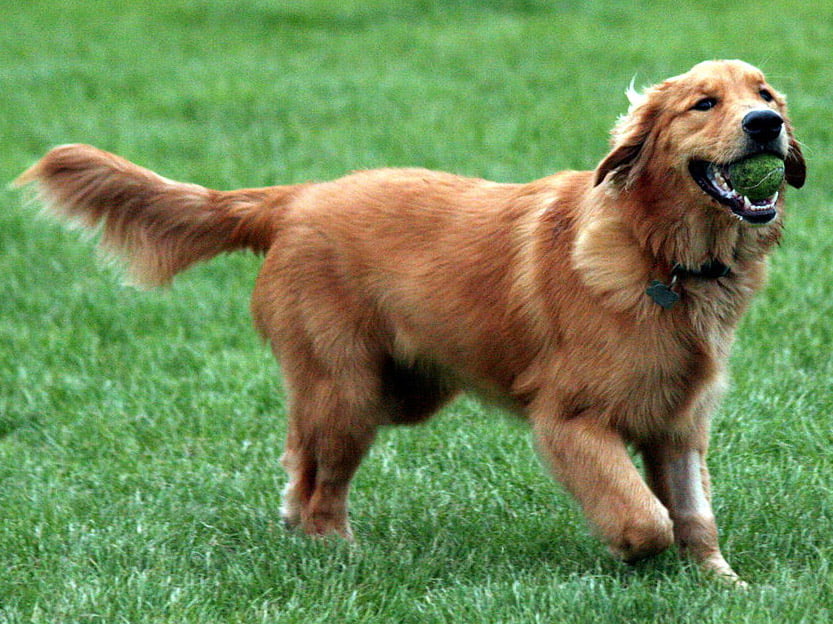 golden retriever tıraşı ve bakımı