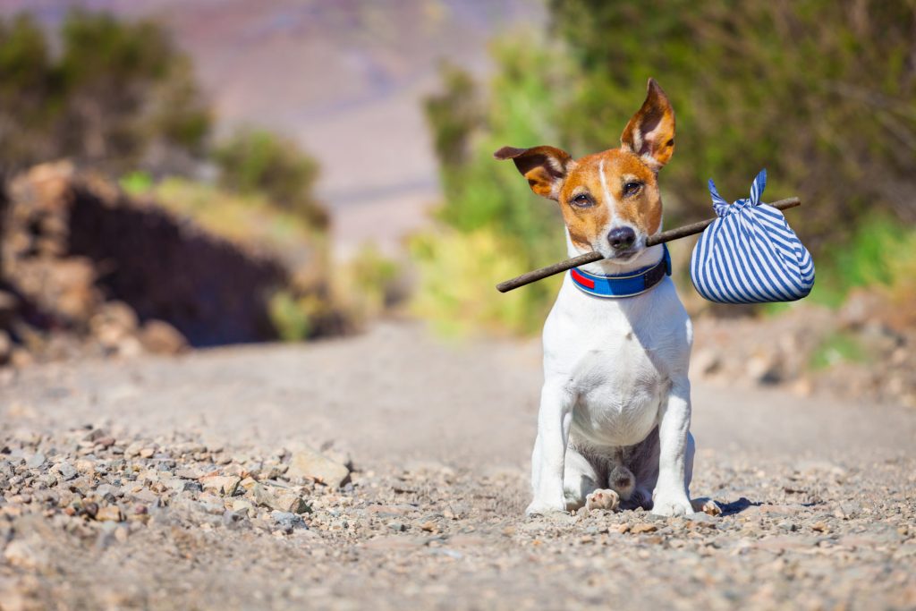 jack russell bakımı ve tıraşı