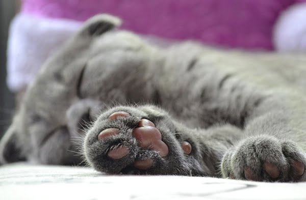 kedi pati bakımı ve tıraşı