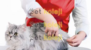 Kedi Tıraşı Fiyatları