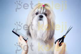 köpek makas tıraşı