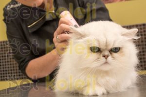 Kedi Tıraşı Fiyatları 2022
