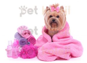 Köpek Tıraşı Fiyatları