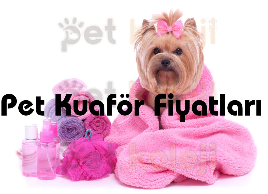 Pet kuaför fiyatları