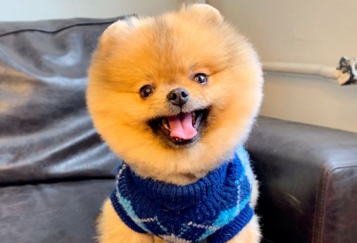 pomeranian boo tıraşı ve bakımı