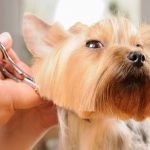 yorkshire terrier tıraşı modelleri