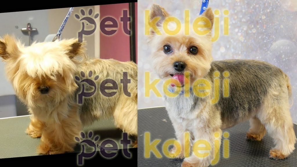 Yorkshire Terrier Bakımı ve Tıraşı