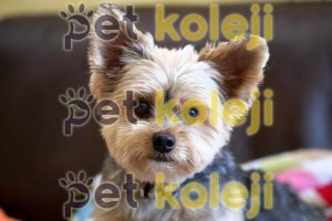 Yorkshire Terrier Bakımı ve Tıraşı