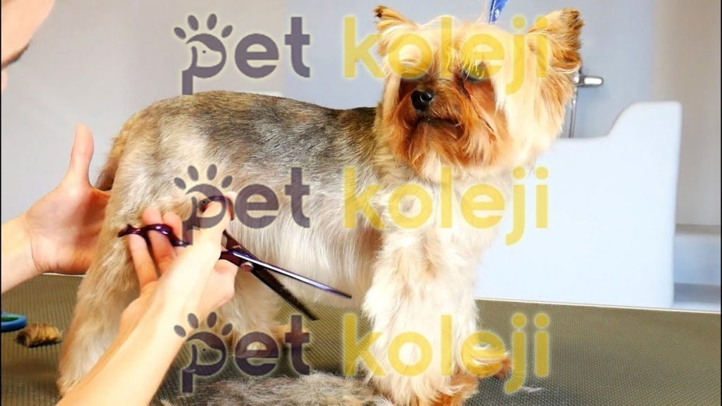 Yorkshire Terrier Makas Traşı