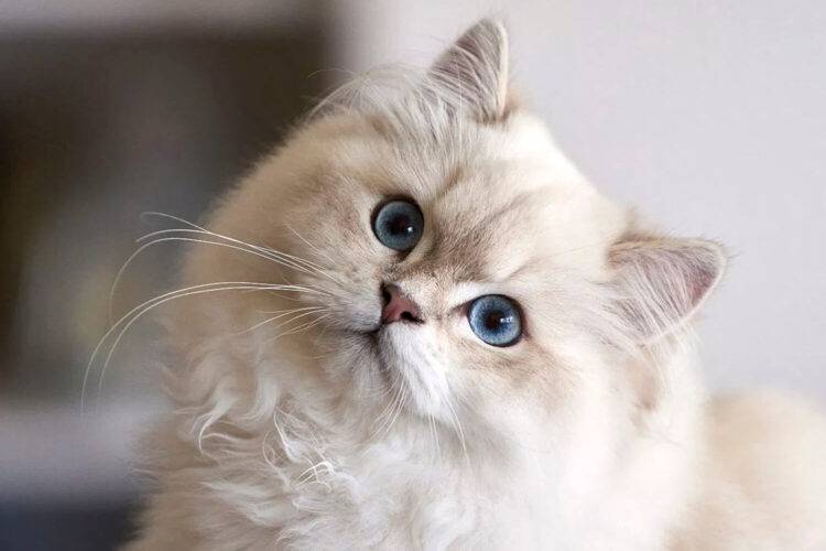 British Longhair Traşı ve Bakımı