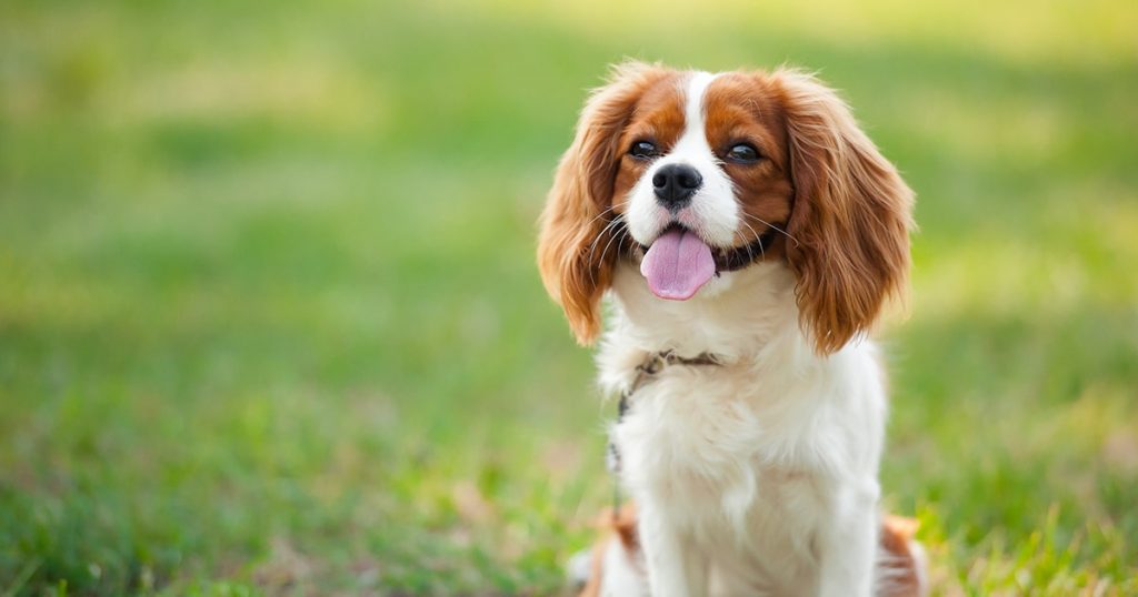 Cavalier King Charles Traşı ve Bakımı