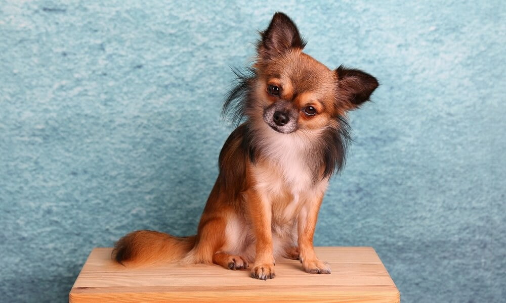 Chihuahua Traşı ve Bakımı