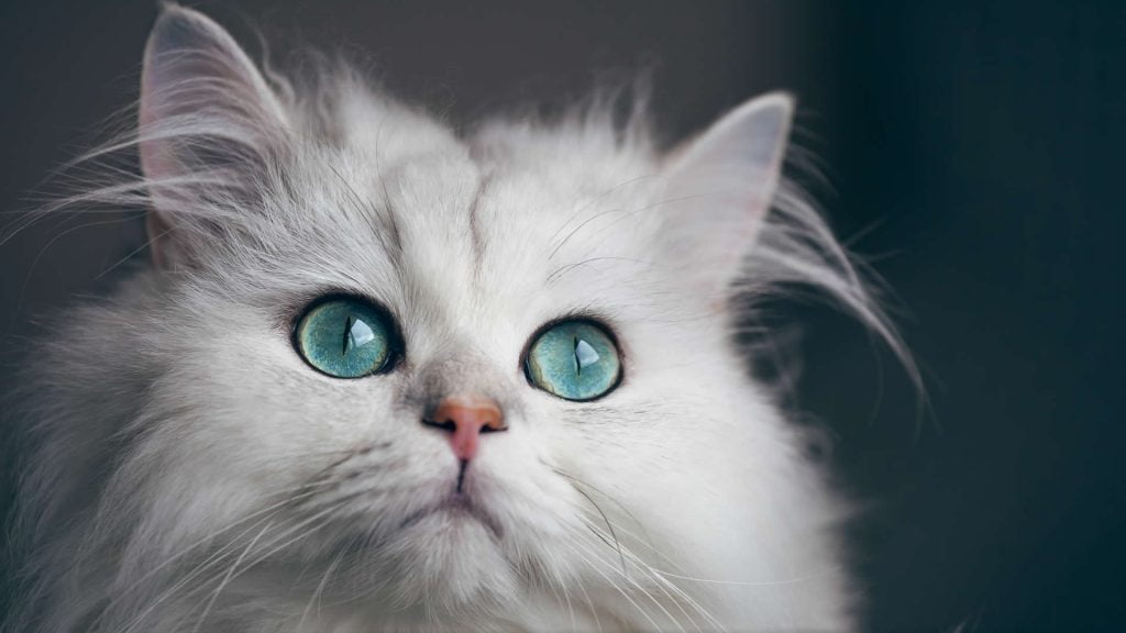 Chinchilla Traşı ve Bakımı