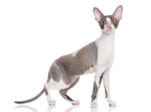  Cornish Rex Kedisi