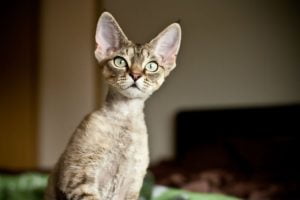 Devon Rex Kedisi