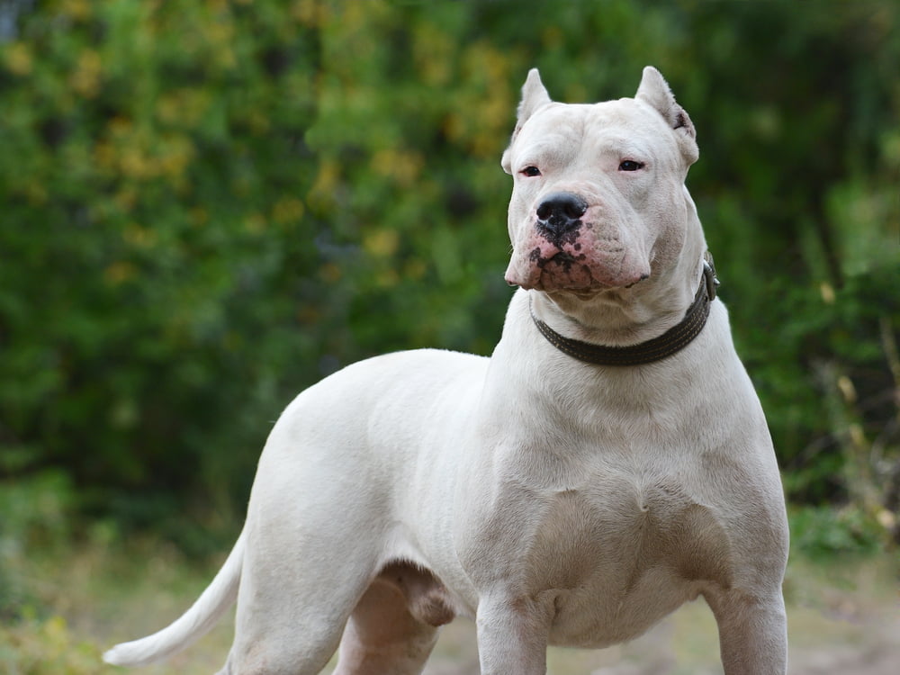 Dogo Argentino Traşı ve Bakımı