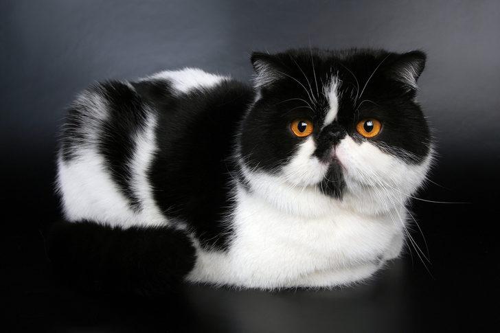 Exotic Shorthair Traşı ve Bakımı