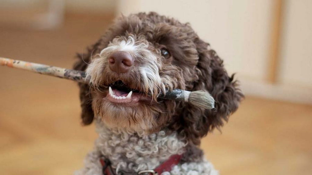 Lagotto Romagnolo Traşı ve Bakımı