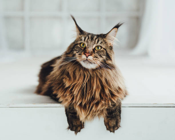 Maine Coon Traşı ve Bakımı