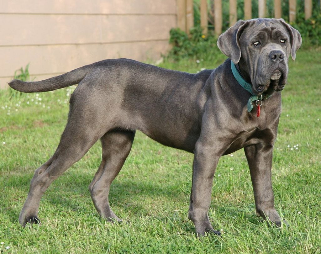 Mastiff Traşı ve Bakımı