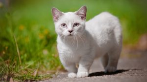 Munchkin Kedisi