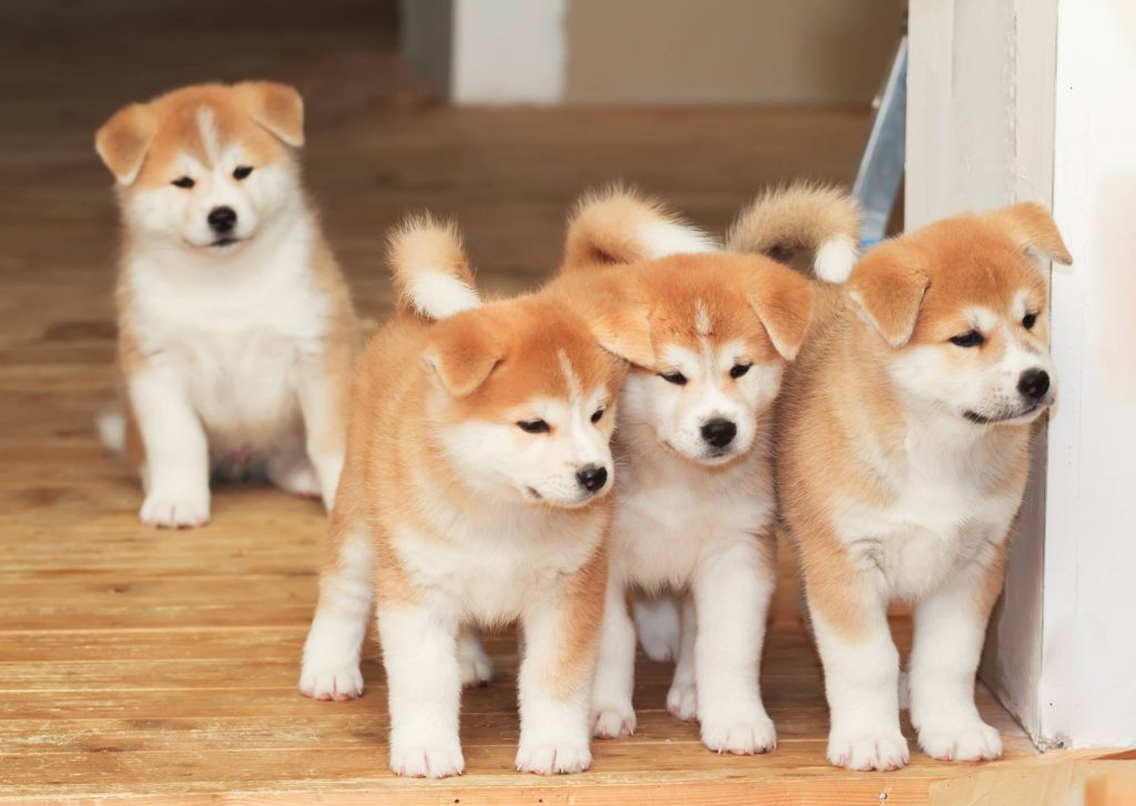 Akita Traşı ve Bakımı