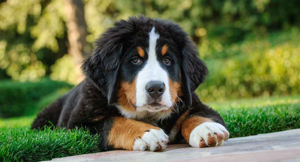 bernese dağ köpeği traşı ve bakımı