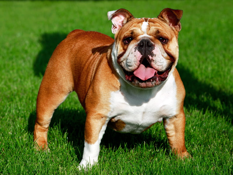 bulldog traşı ve bakımı