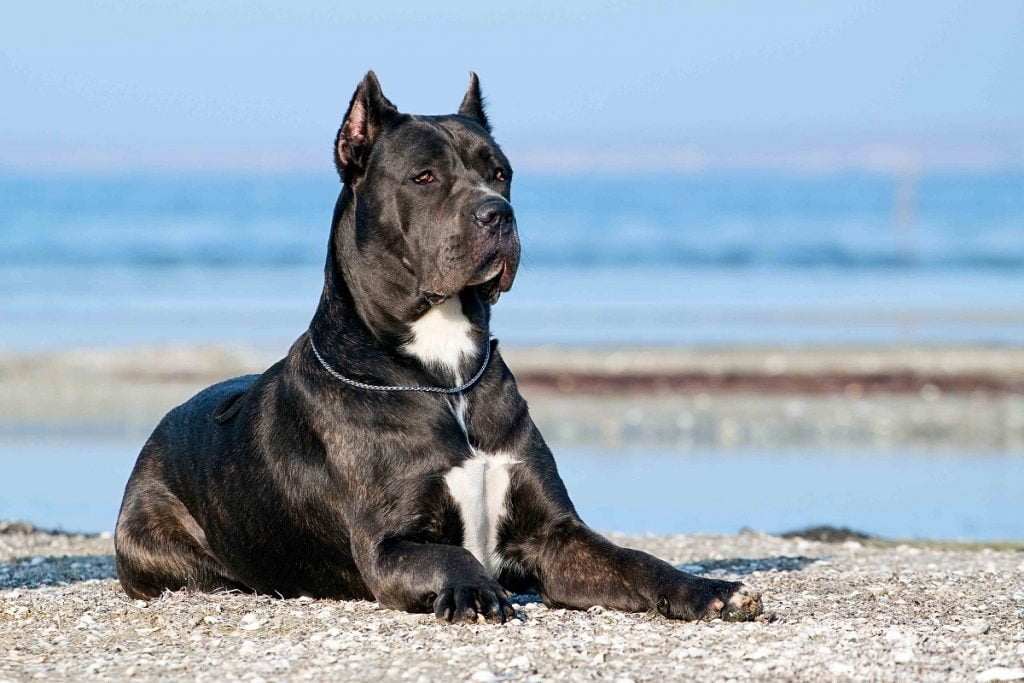 cane corso traşı ve bakımı