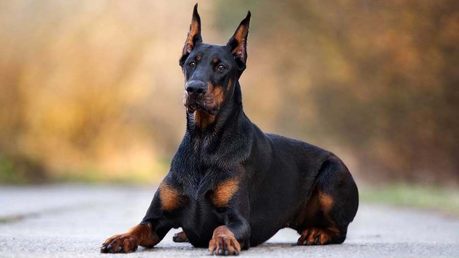 doberman traşı ve bakımı