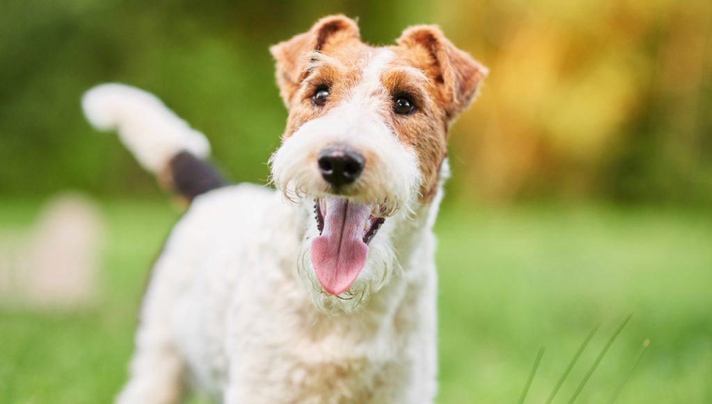 fox terrier traşı ve bakımı