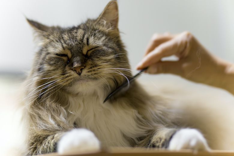 kedi tıraşı