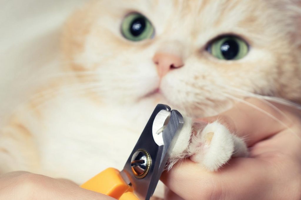 kedi tırnağı bakımı ve kesimi