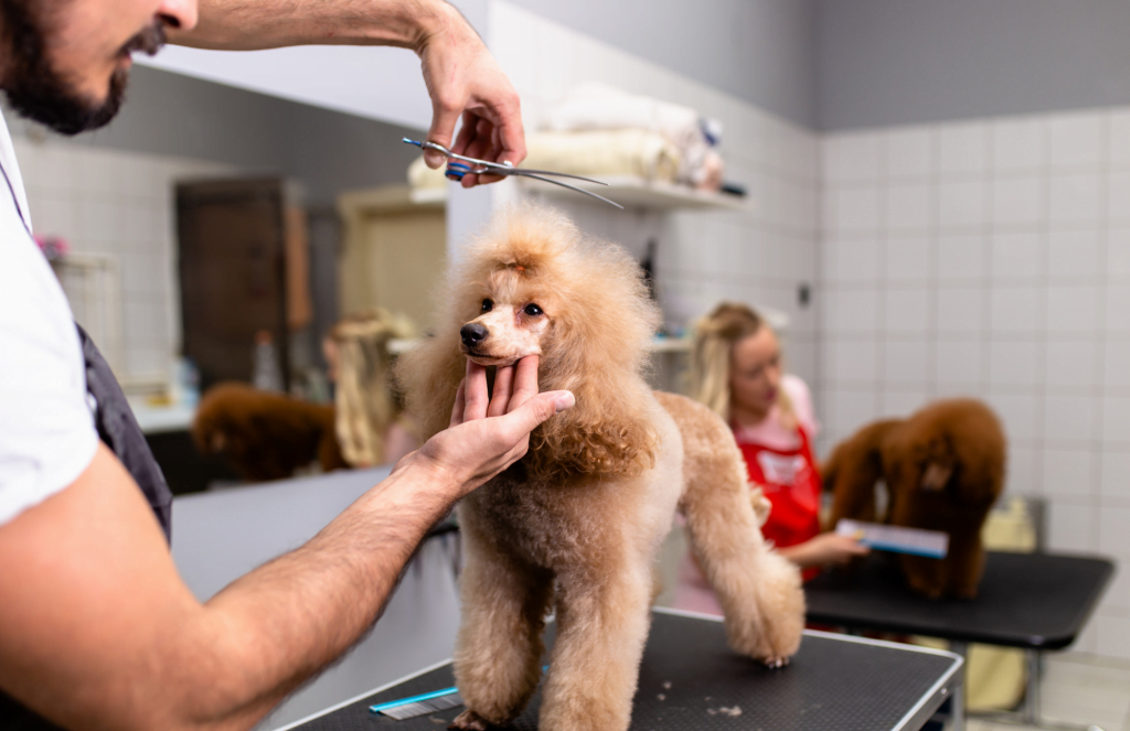 köpek traşı nerede yapılır